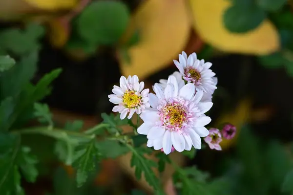 Piękne Białe Kwiaty Rosnące Ogrodzie — Zdjęcie stockowe