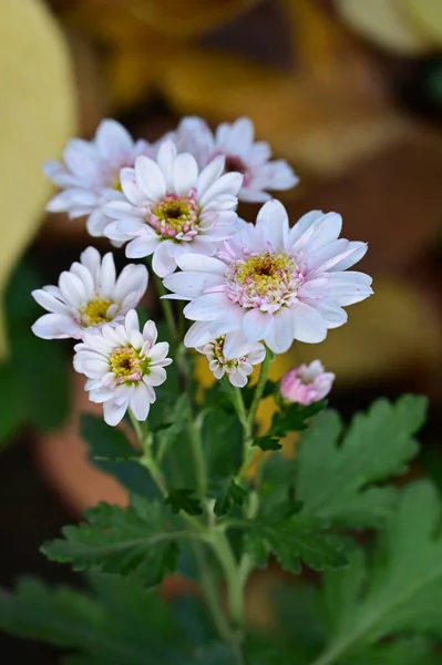 Красиві Білі Квіти Ростуть Саду — стокове фото