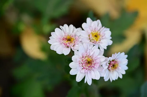 stock image beautiful white flowers growing in the garden