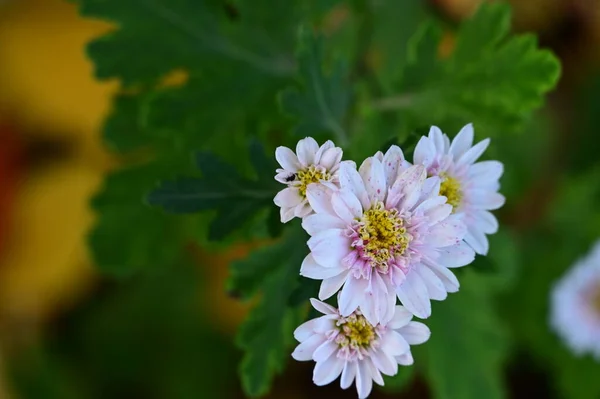 Belas Flores Brancas Crescendo Jardim — Fotografia de Stock