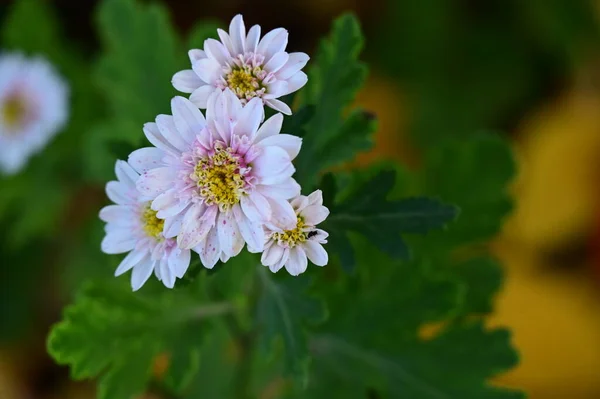 Hermosas Flores Blancas Que Crecen Jardín — Foto de Stock