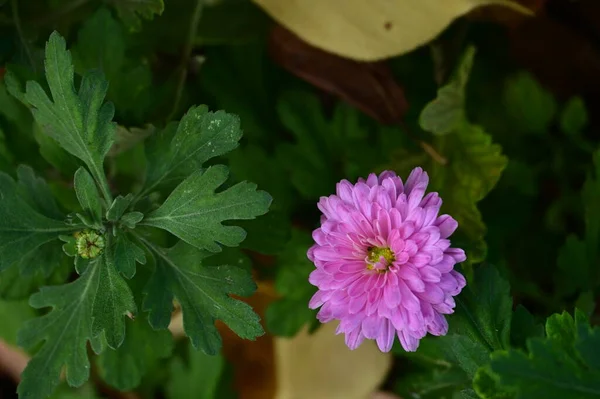 Bellissimi Fiori Rosa Che Crescono Giardino — Foto Stock