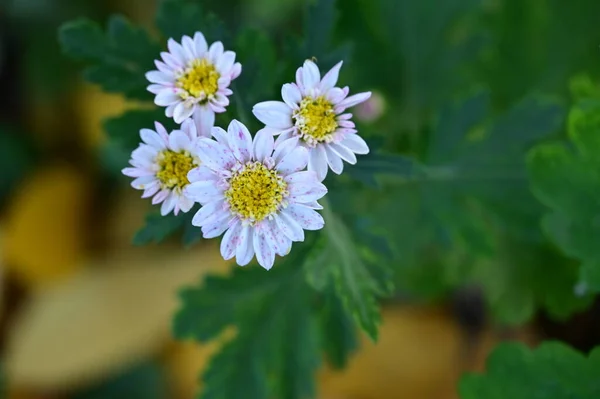 Belas Flores Brancas Crescendo Jardim — Fotografia de Stock