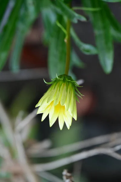 Красивий Знімок Жовтої Квітки Саду — стокове фото