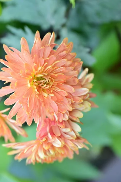 Hermosas Flores Tiernas Crisantemo Creciendo Jardín — Foto de Stock