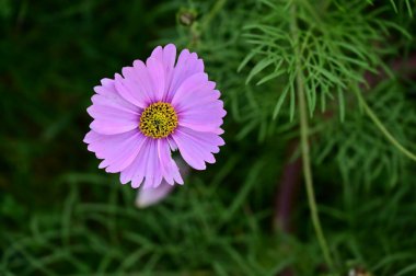 bahçede büyüyen güzel pembe çiçekler