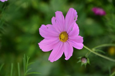 bahçede büyüyen güzel pembe çiçekler