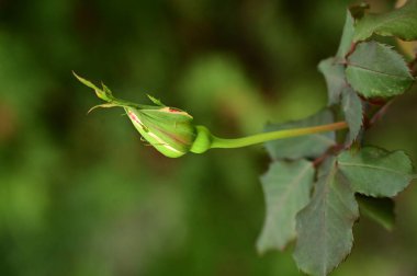 Bahçede büyüyen çözülmemiş güzel çiçekler