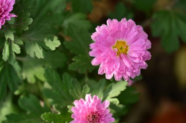 bahçede büyüyen güzel pembe çiçekler