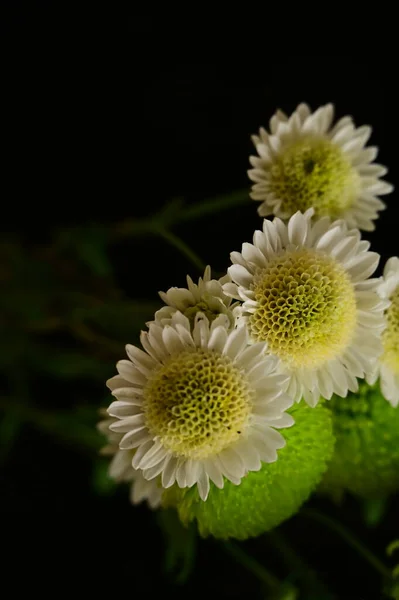 美丽的菊花 — 图库照片