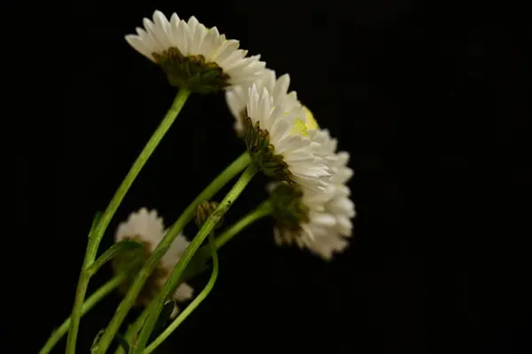 Piękne Białe Chryzantemum Kwiaty Ciemnym Tle — Zdjęcie stockowe