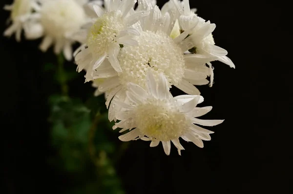 Koyu Arkaplanda Güzel Beyaz Kasımpatı Çiçekleri — Stok fotoğraf