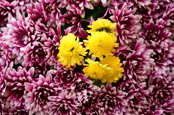 Schöne Chrysanthemenblüten Aus Nächster Nähe — Stockfoto