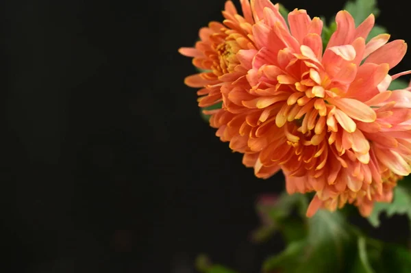 濃い背景の美しいオレンジ色の菊の花 — ストック写真