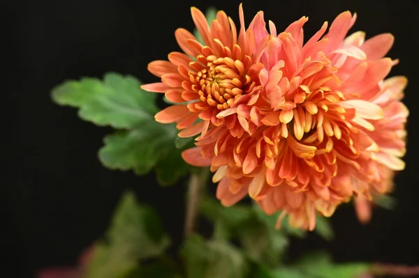濃い背景の美しいオレンジ色の菊の花 — ストック写真