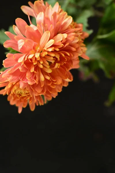 Beautiful Orange Chrysantemum Flowers Dark Background — Stock Photo, Image