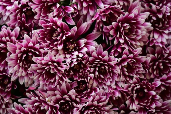Hermosas Flores Crisantemo Rosa Vista Cerca — Foto de Stock
