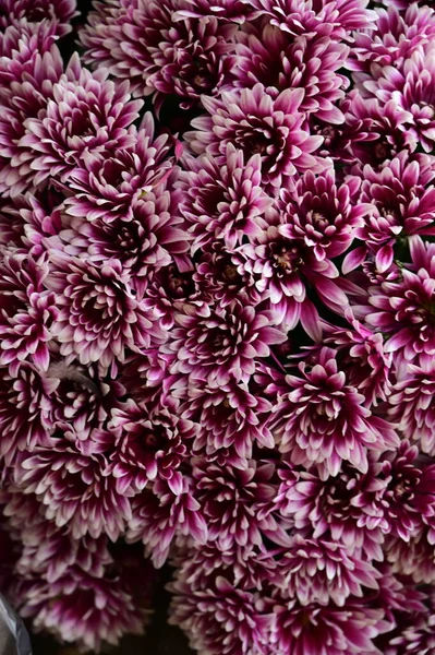 Bellissimi Fiori Crisantemo Rosa Vista Vicino — Foto Stock