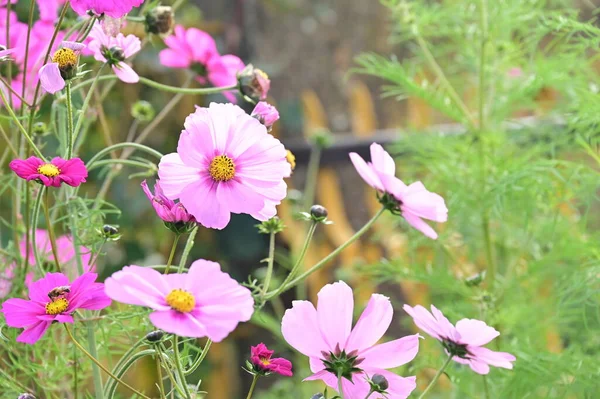 Belas Flores Rosa Crescendo Jardim — Fotografia de Stock