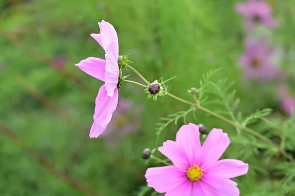 ดอกไม ชมพ สวยงามท บโตในสวน — ภาพถ่ายสต็อก