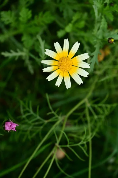Красивый Снимок Белого Желтого Цветка Саду — стоковое фото