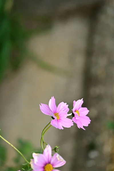 美丽的粉红色花朵在花园里生长 — 图库照片