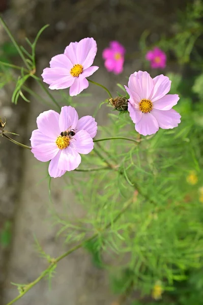 蜜蜂栖息在花园里美丽的粉红色花朵上 — 图库照片