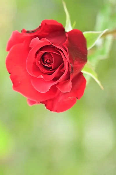 Röd Ros Blomma Som Växer Trädgården — Stockfoto