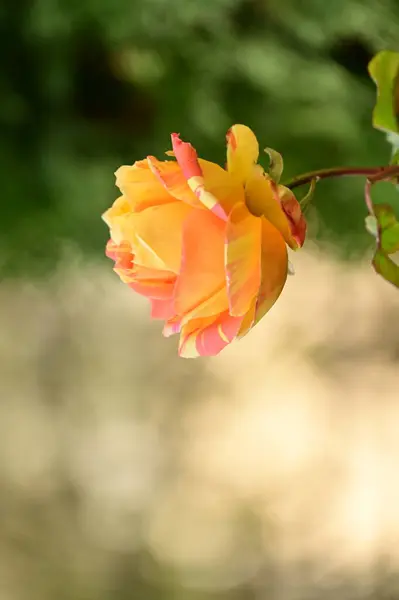 Ніжна Жовта Квітка Троянди Росте Саду — стокове фото