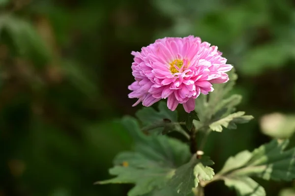 Növekszik Kert Gyönyörű Rózsaszín Virágok — Stock Fotó