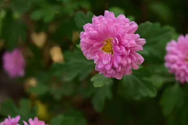 Όμορφα Ροζ Λουλούδια Που Αυξάνεται Στον Κήπο — Φωτογραφία Αρχείου