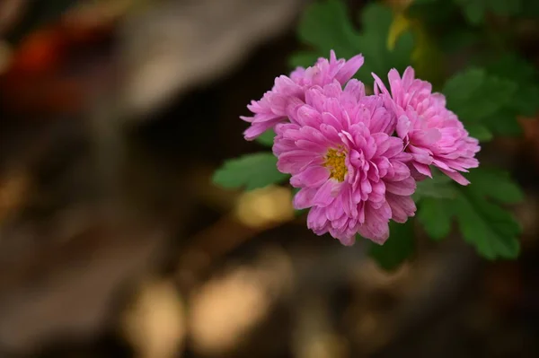Красивые Розовые Цветы Растут Саду — стоковое фото