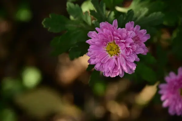 Stock image beautiful pink flowers growing in garden