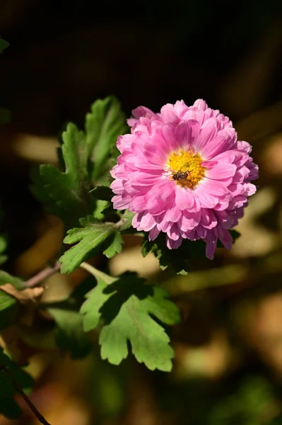 Abeille Assise Sur Belles Fleurs Roses Poussant Dans Jardin — Photo