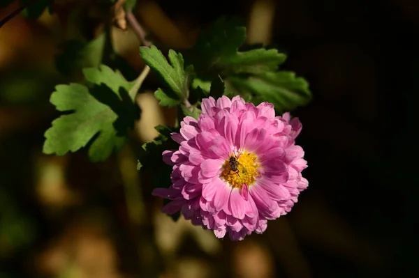 Abeille Assise Sur Belles Fleurs Roses Poussant Dans Jardin — Photo