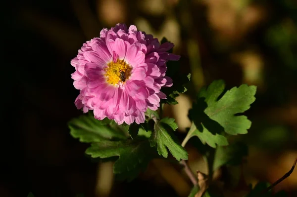 Bij Zitten Mooie Roze Bloemen Groeien Tuin — Stockfoto