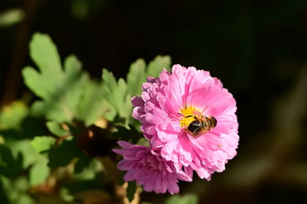 Bij Zitten Mooie Roze Bloemen Groeien Tuin — Stockfoto