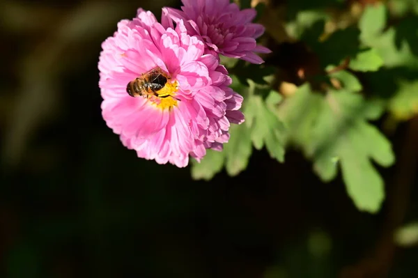 蜂は庭で育つ美しいピンクの花の上に座って — ストック写真