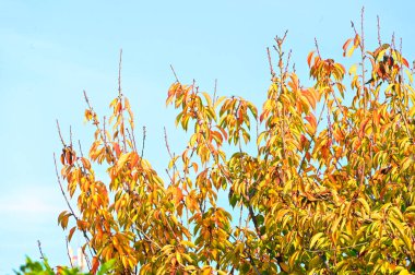 sonbaharda ağaçüzerinde sarı yapraklar