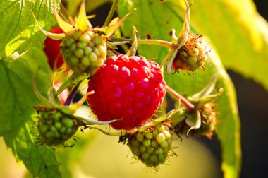 Yapraklı taze ahududu ve yeşil çalı.