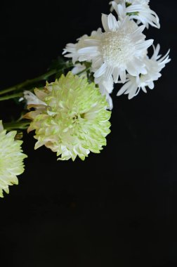 Güzel kasımpatı çiçekleri, yaklaşın