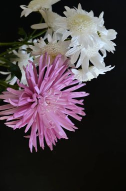 Güzel kasımpatı çiçekleri, yaklaşın