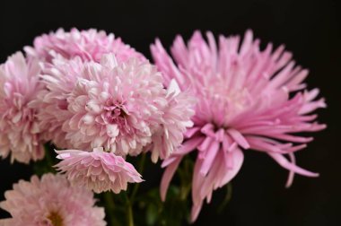 Güzel kasımpatı çiçekleri, yaklaşın