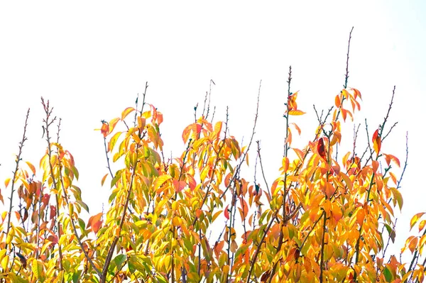 stock image yellow  leaves on tree in autumn