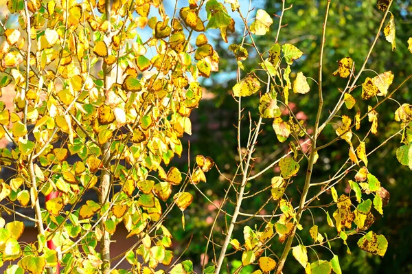 Folhas Amarelas Árvore Outono — Fotografia de Stock