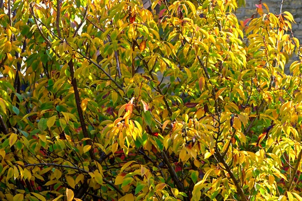 Sonbaharda Ağaçüzerinde Sarı Yapraklar — Stok fotoğraf