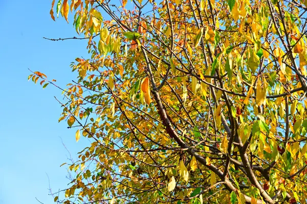 Желтые Листья Дереве Осенью — стоковое фото
