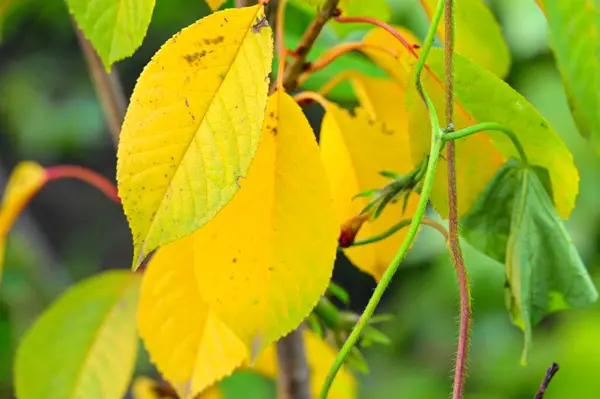 Folhas Amarelas Árvore Outono — Fotografia de Stock