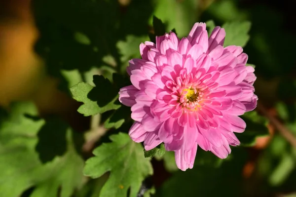 美しい菊の花の終わり — ストック写真