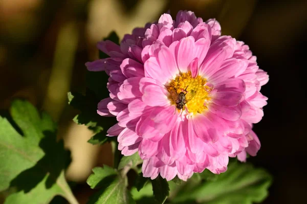 Primer Plano Hermosa Flor Con Insecto — Foto de Stock